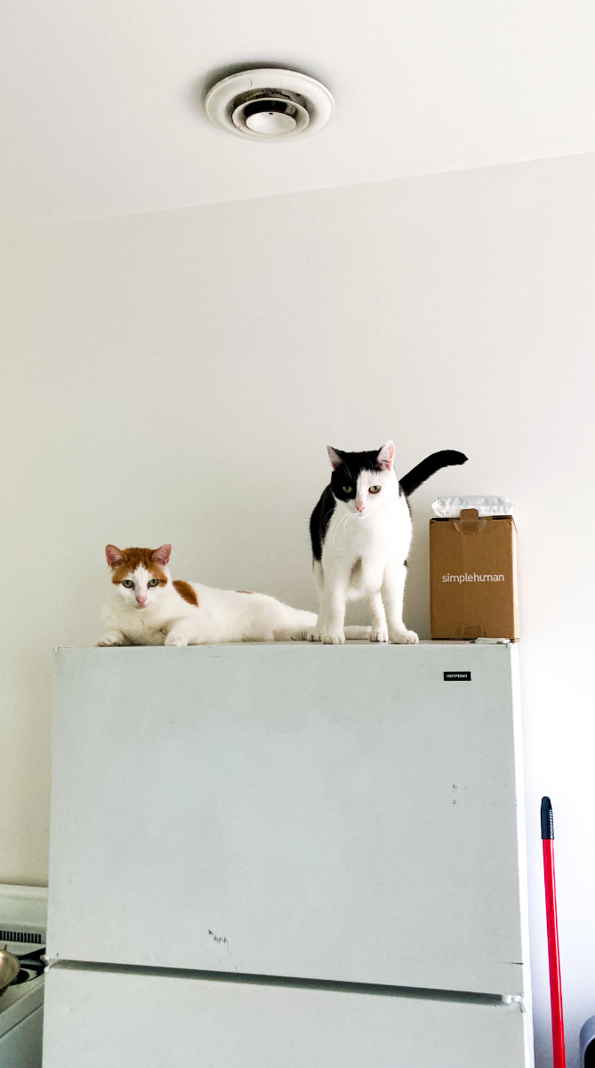 Cats