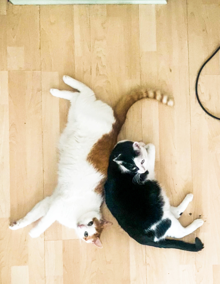 The Cats