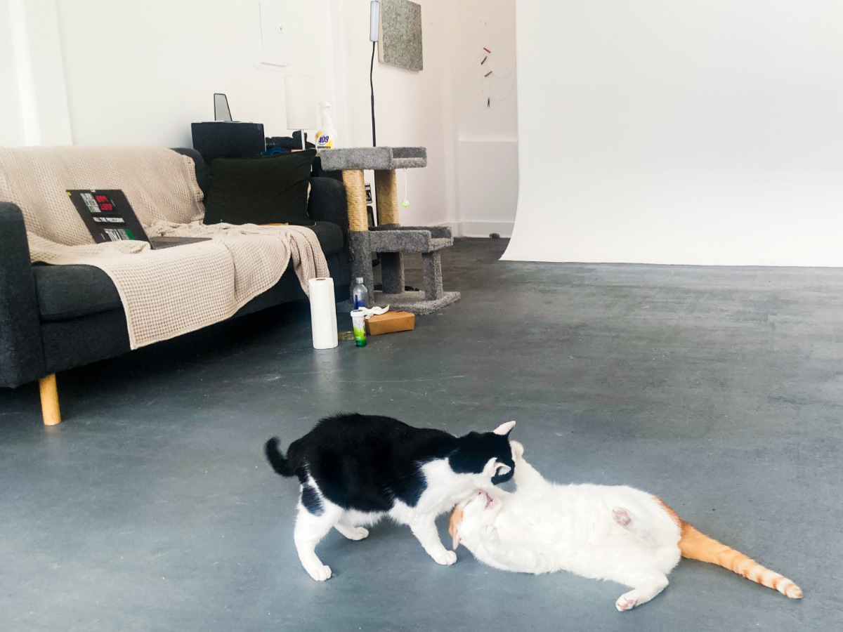 Cats